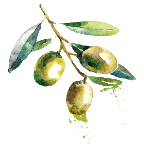 Olive-Illustration